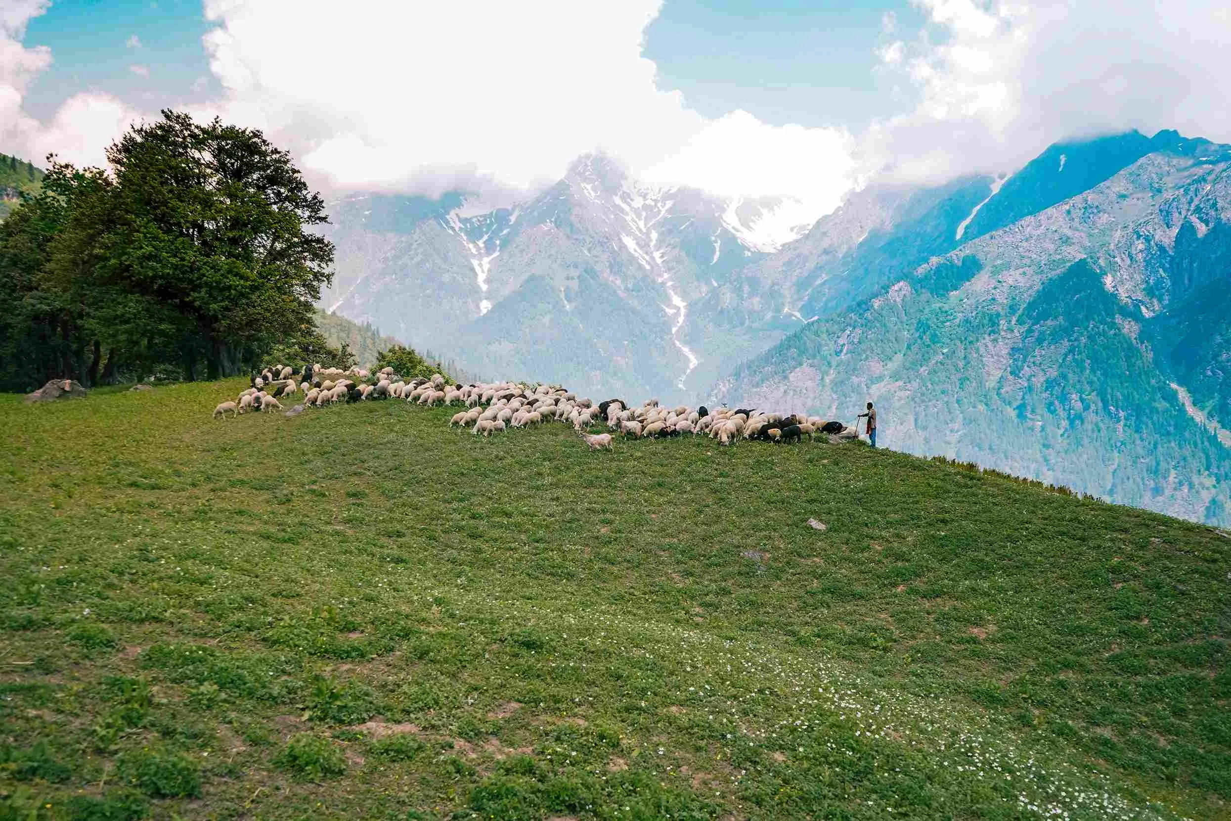 herd-cattle-grazing-green-fields (1).webp